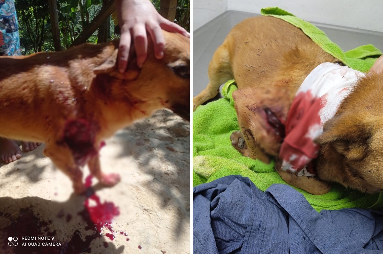 El perrito de ocho años estuvo cerca de perder la patica derecha delantera, debido al feroz ataque