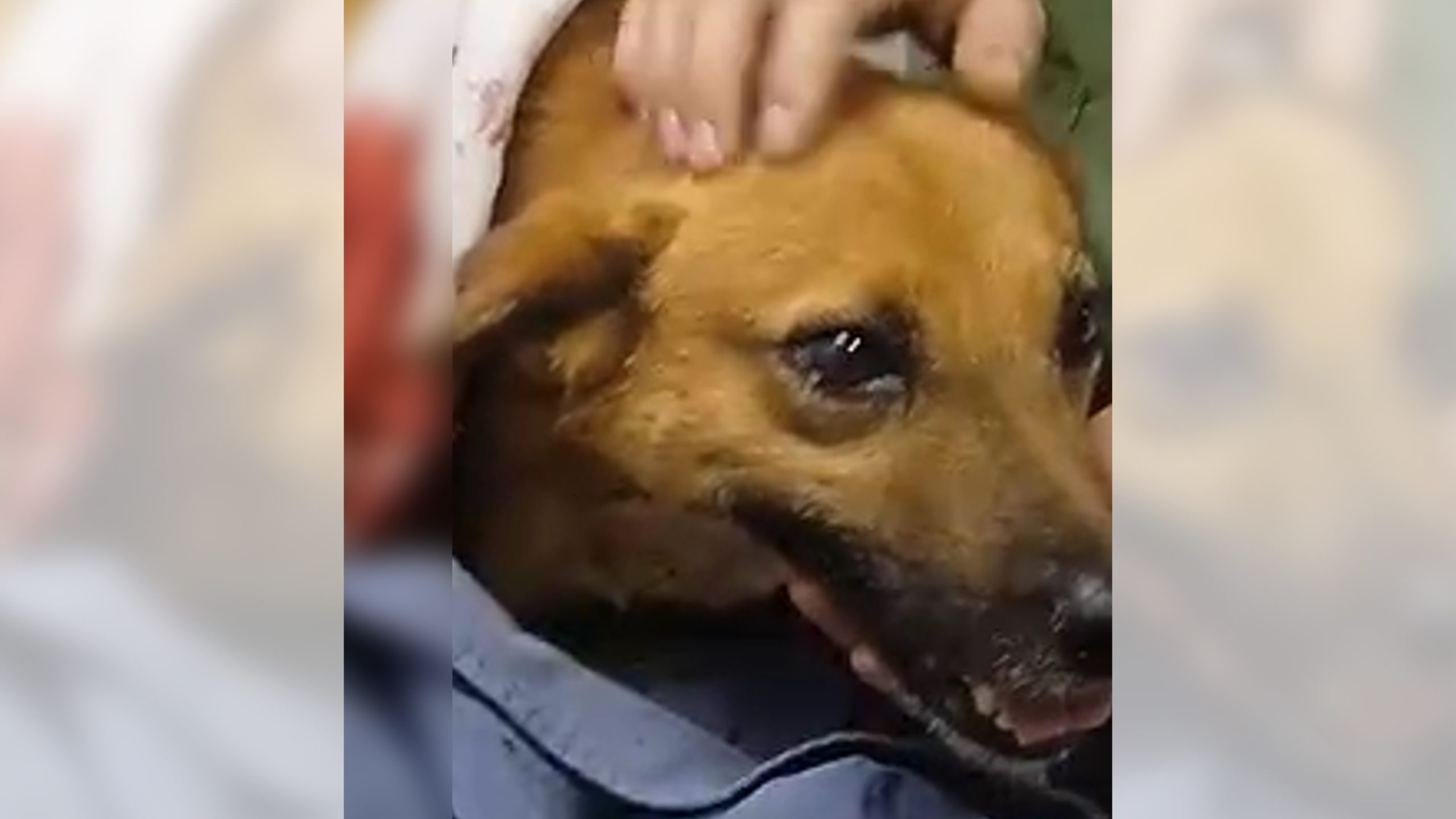 Rambo fue atacado a machete en San Jerónimo