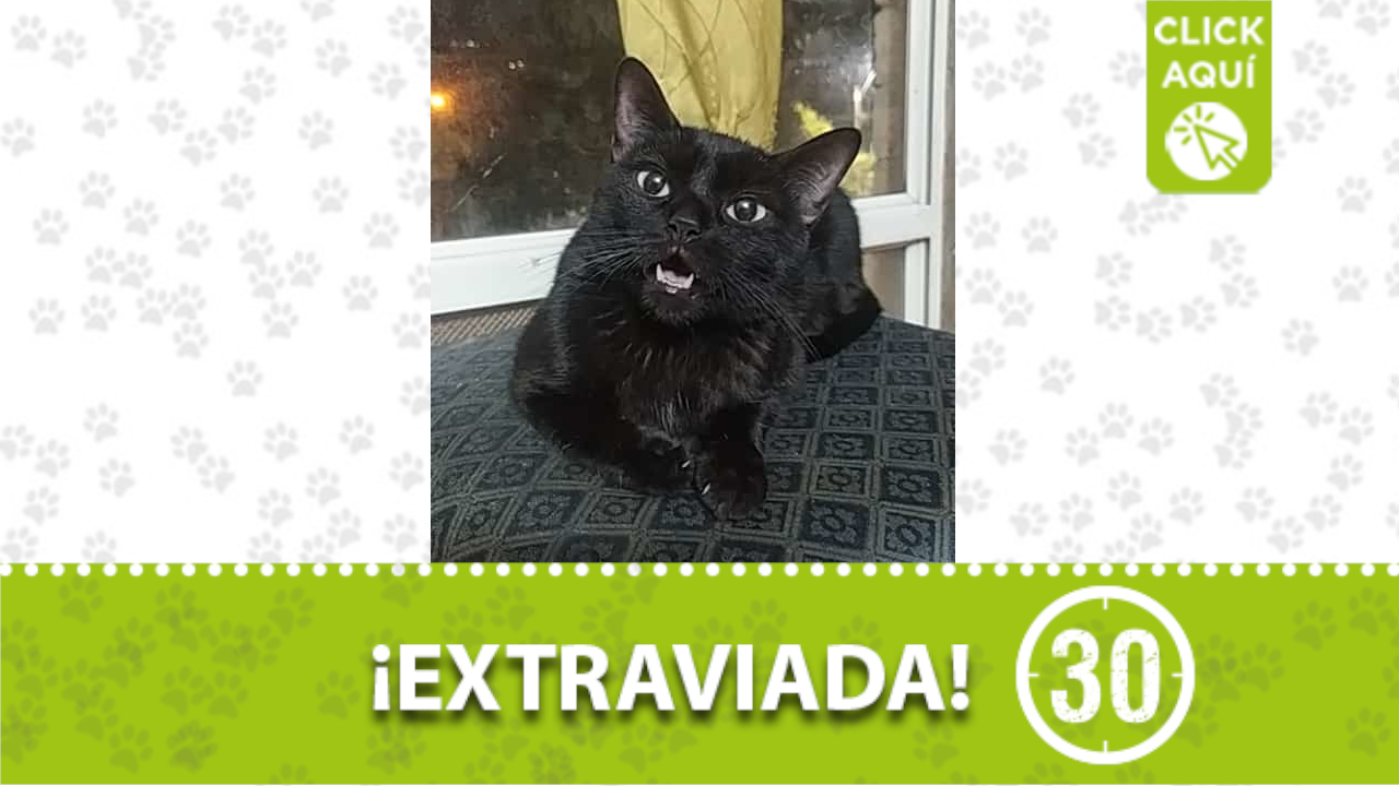 &amp;#39;Michi&amp;#39; se perdió en territorio Robledo ¿La ha visto?