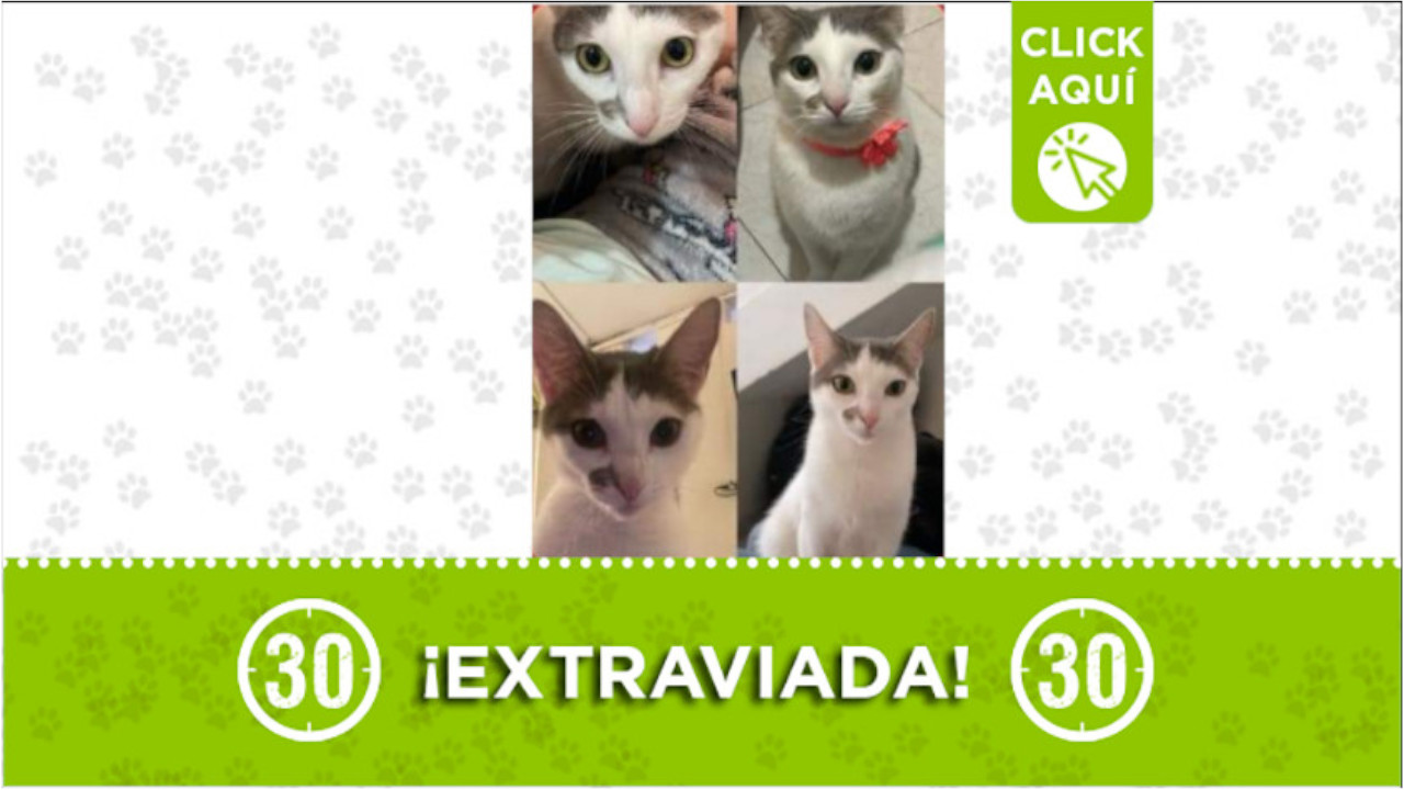 "Molly" se perdió en el barrio Robledo