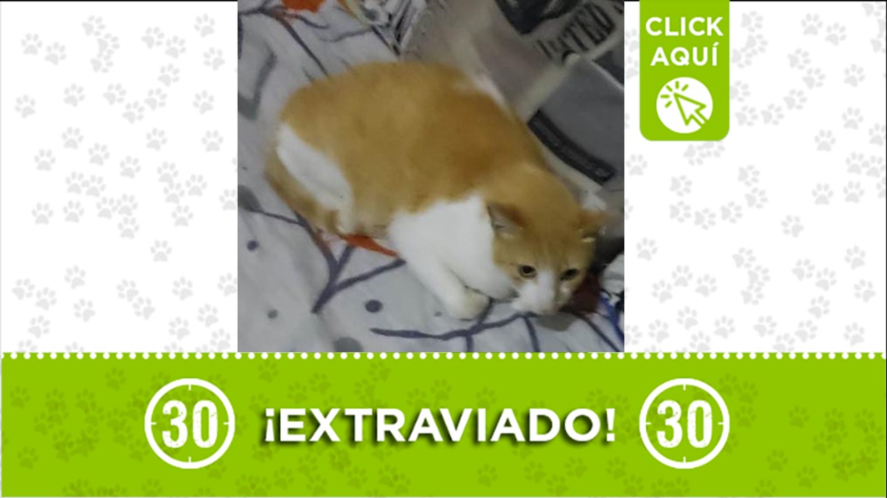 El gatico "mono" se perdió el 16 de octubre del 2023 y desde esa fecha su familia lo busca y no pierden la esperanza de recuperarlo