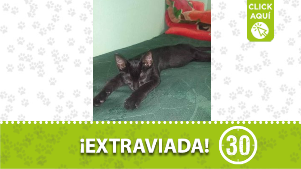 ‘Negra’ se perdió en el barrio Villa Hermosa ¿La ha visto?