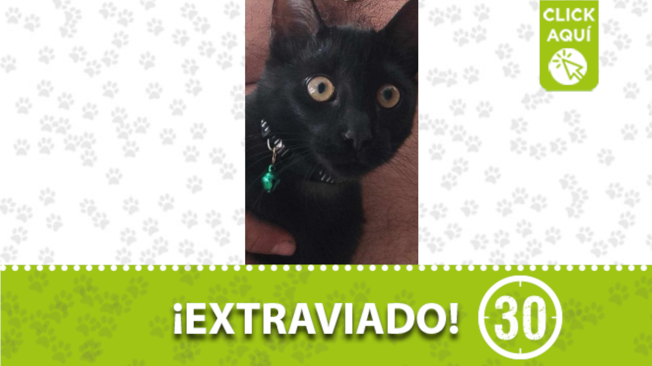 «Ozuna» se perdió en el barrio Florida Nueva de Medellín ¿Lo ha visto?