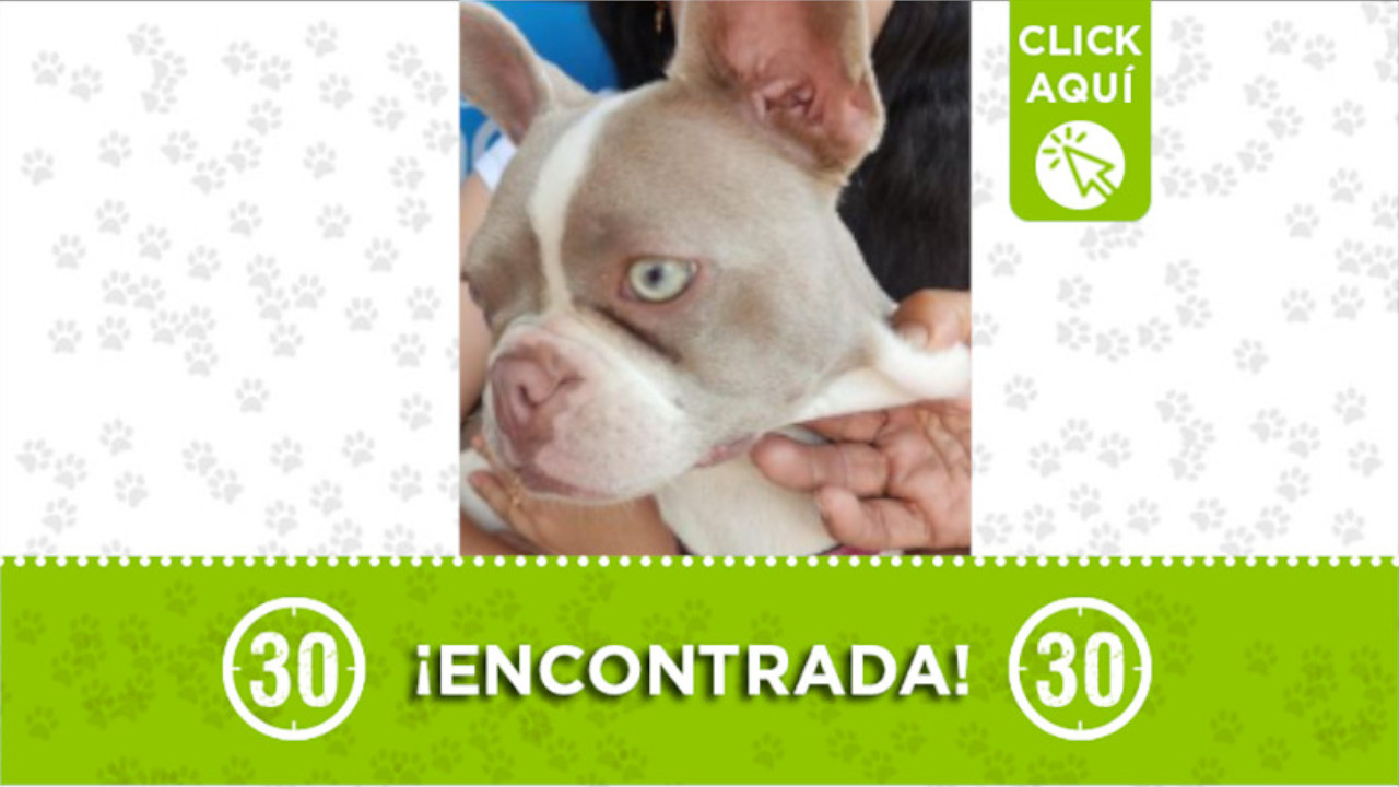 Buscan a los dueños de esta perrita en Itagüí