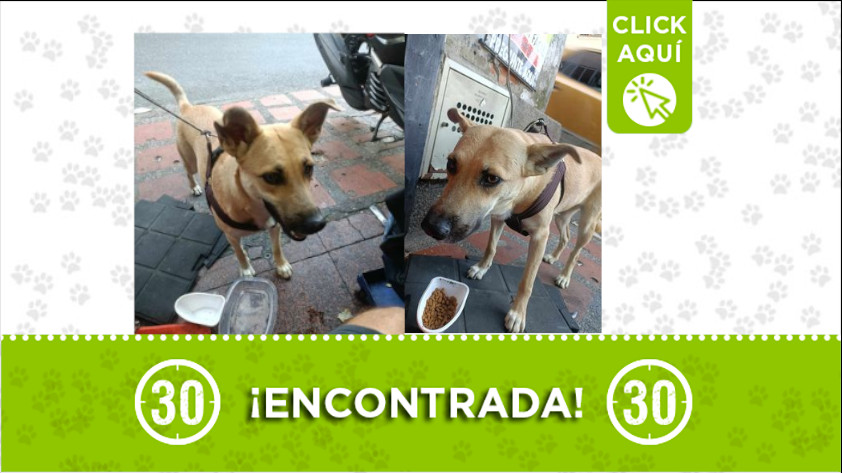 ¿Es usted el dueño de esta perrita con arnés café? fue encontrada en Robledo