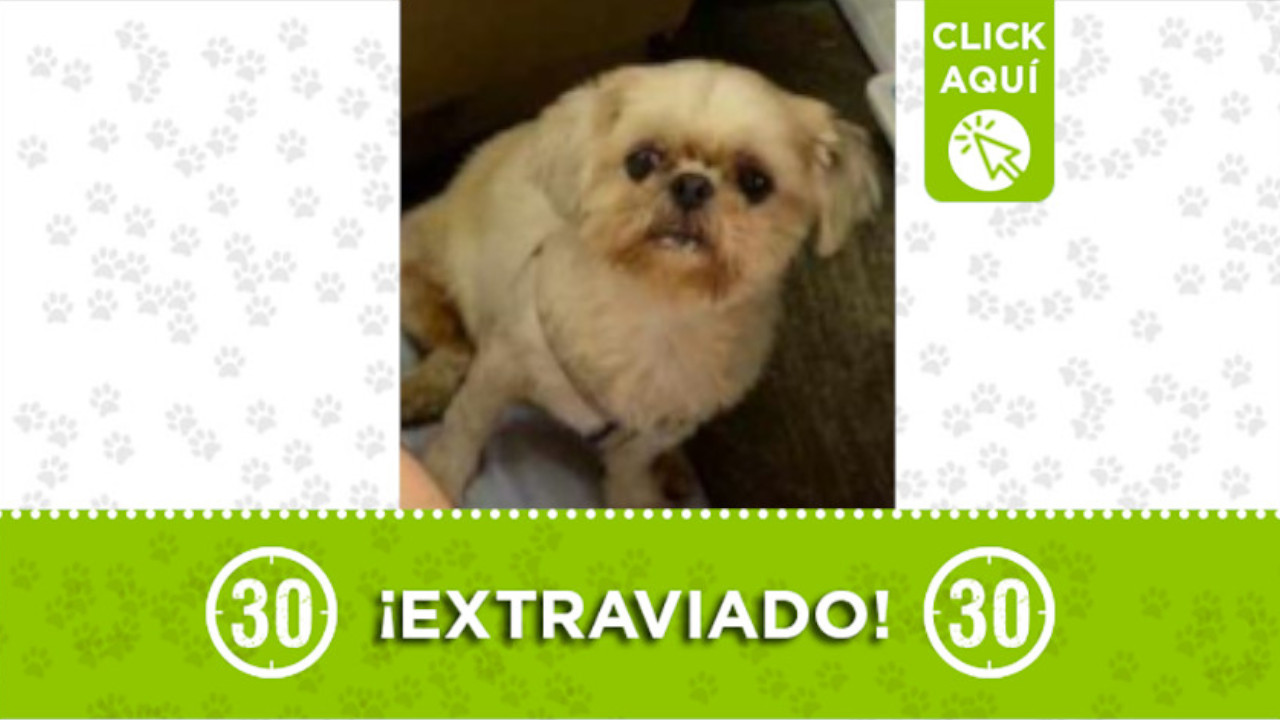 "Sacha" se perdió en el barrio Calle Vieja