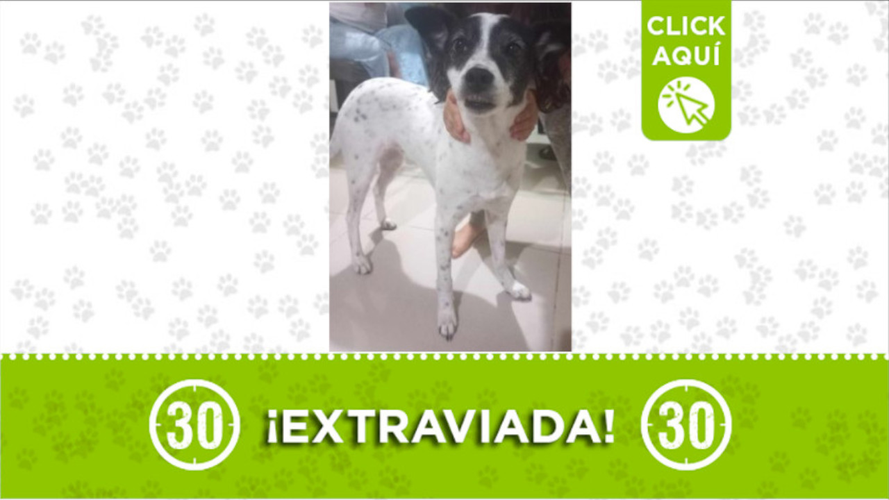 "Sandy" se perdió en el barrio Santa María La Nueva