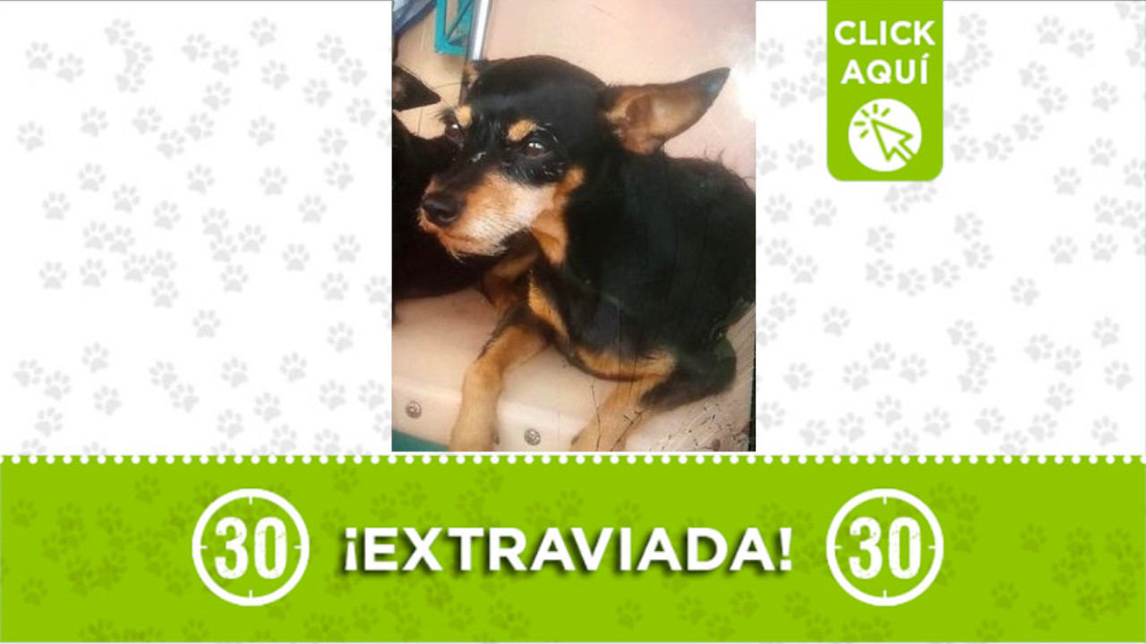 "Danna" se perdió en el barrio El Trapiche