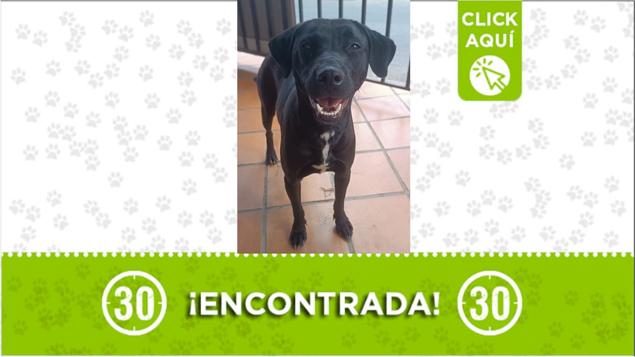 Perrita encontrada por el patinódromo, en el barrio El Porvenir en el municipio de Itagüí