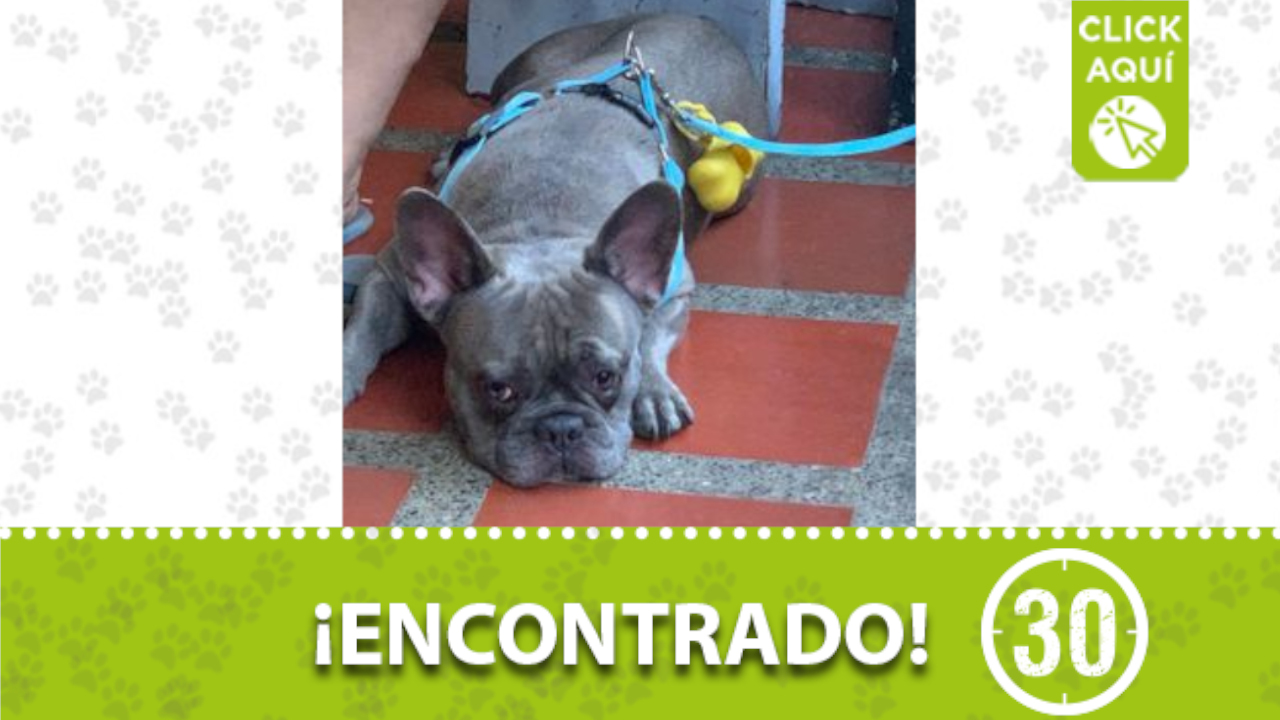 Este perrito fue encontrado por Tricentenario