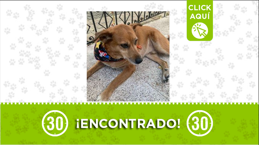 ¿Es usted el dueño de este perrito? Encontrado en Prado Centro