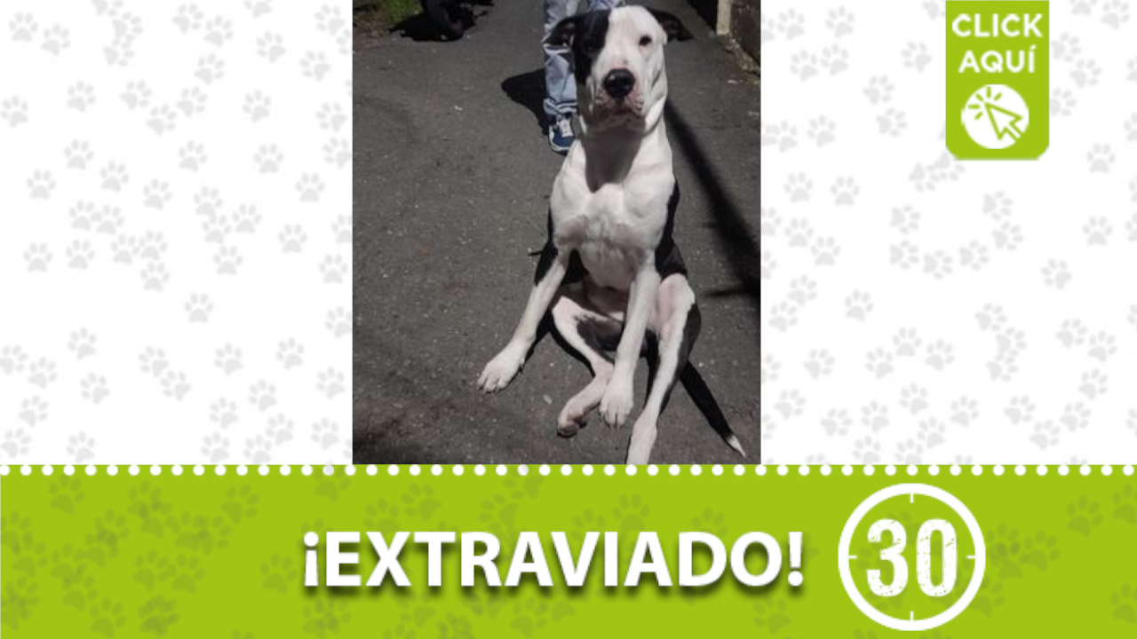 «Fiurrer» se perdió en el barrio San Javier, El Socorro