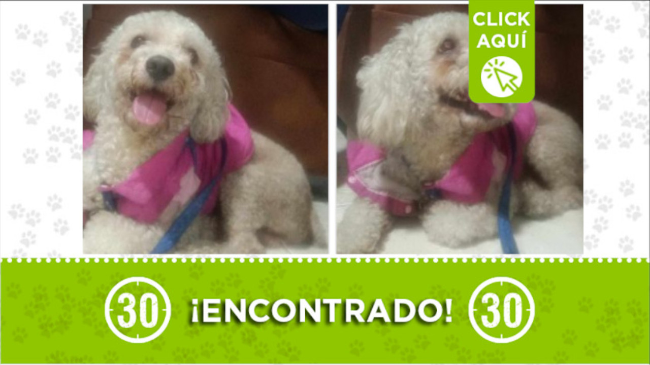 Manrique Oriental: buscan a los dueños de este perrito