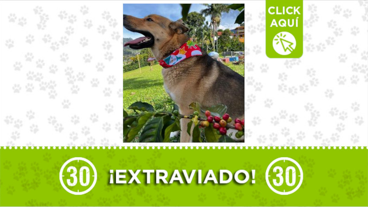 "Pancho" se perdió en el municipio de Jardín