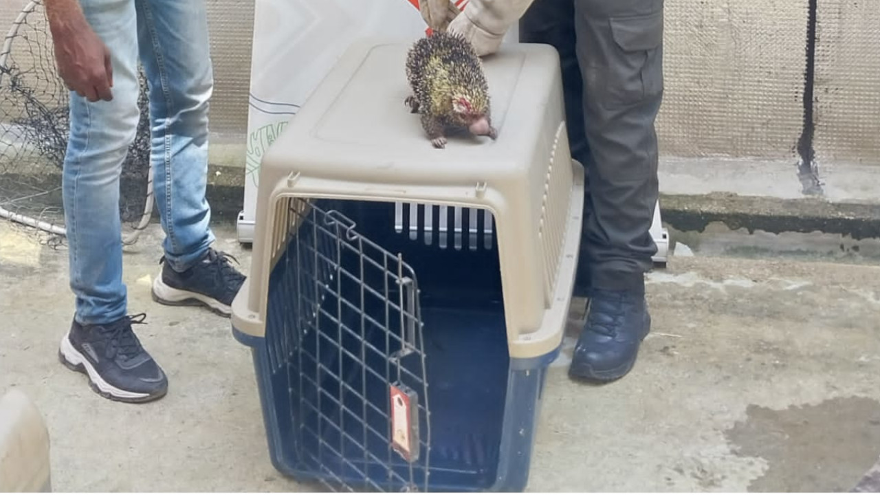 ¡No les hagas daño! En las orillas del rio Atrato rescataron a un puercoespín