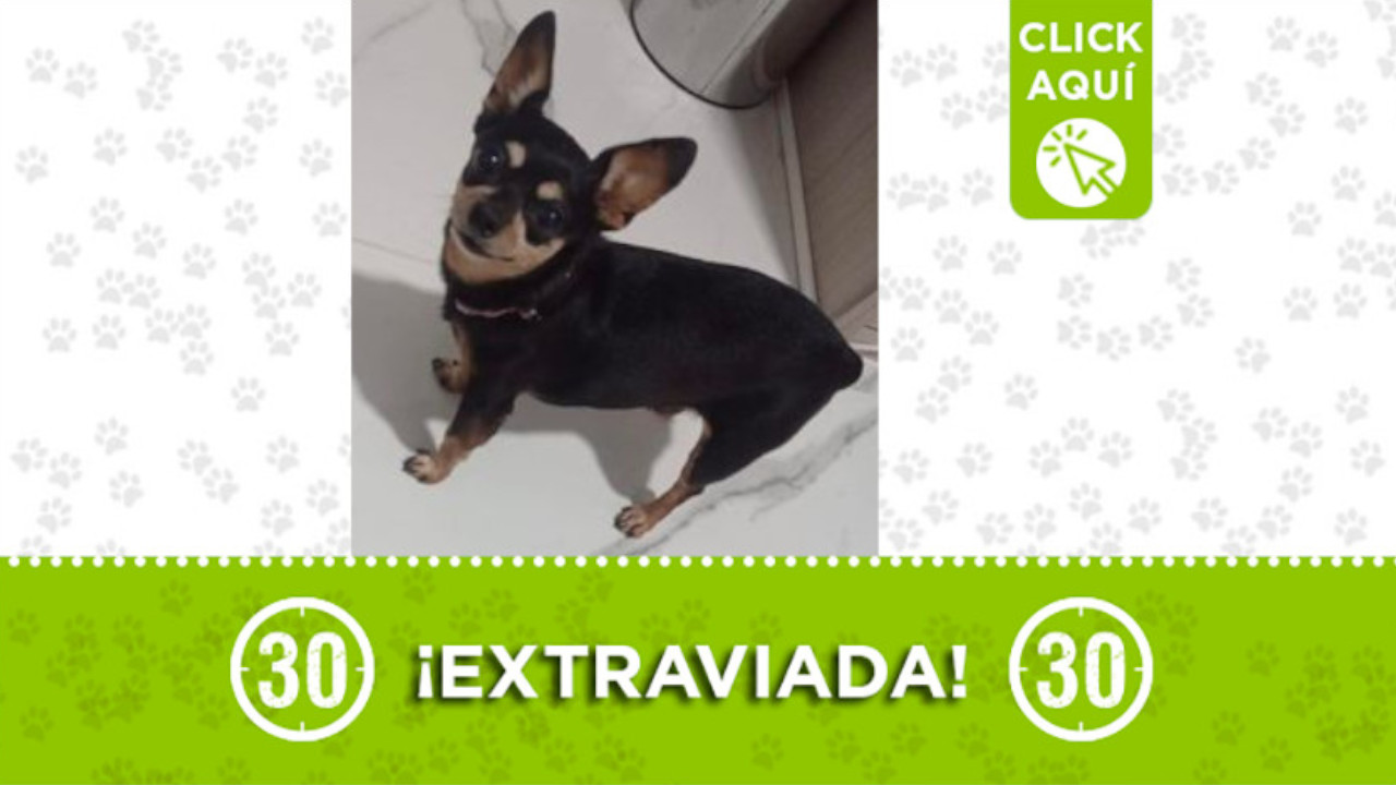 "Samanta" se perdió en el barrio Santander