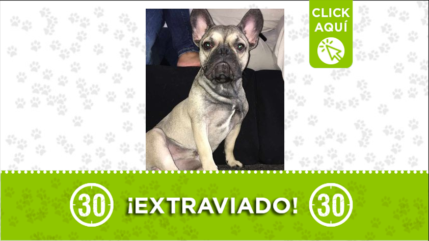 “Shooper” está extraviado por el barrio Manrique 