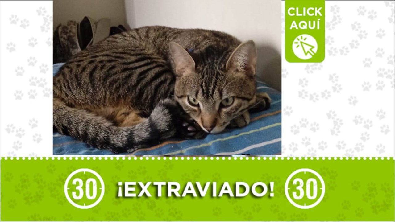 Simón el gatico, se perdió en Aranjuez y su familia lo busca