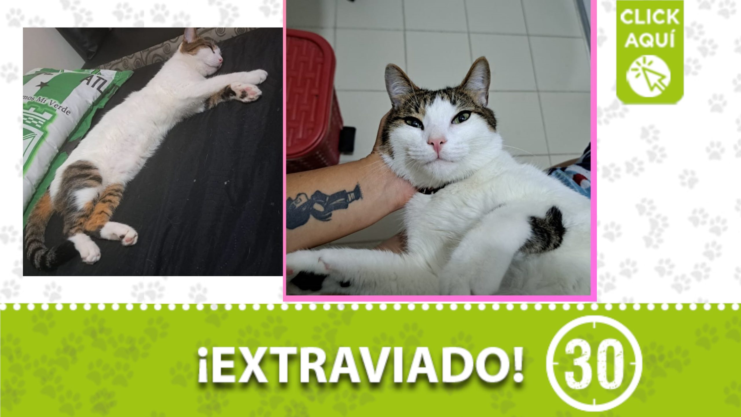 Terremoto se extravió en Robledo y su familia lo busca