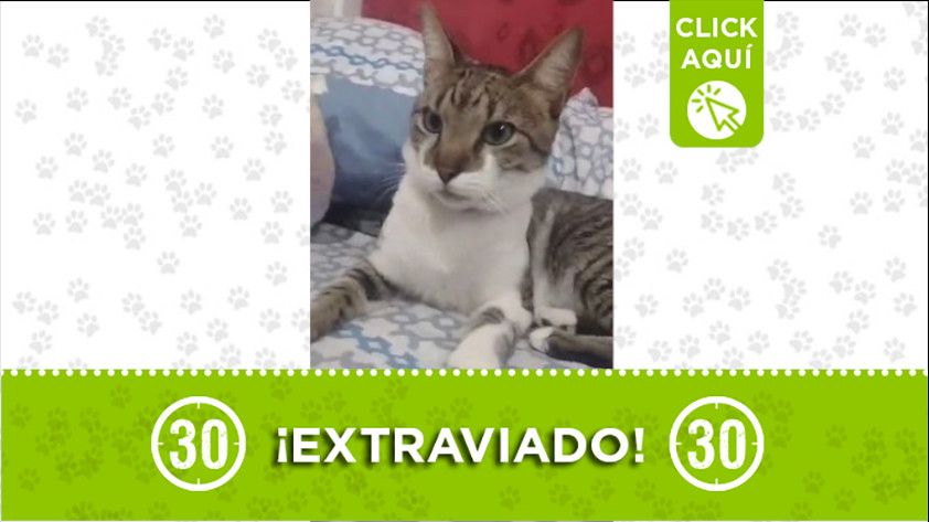 El gato "Tom" se extravió por el Popular 2 y esta enfermo