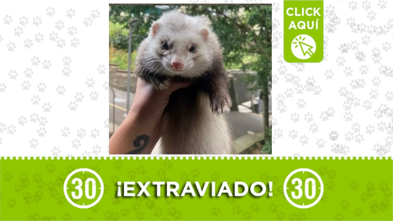 Valentino es un hurón muy amigable que se extravió en la Loma del Indio y su familia lo busca