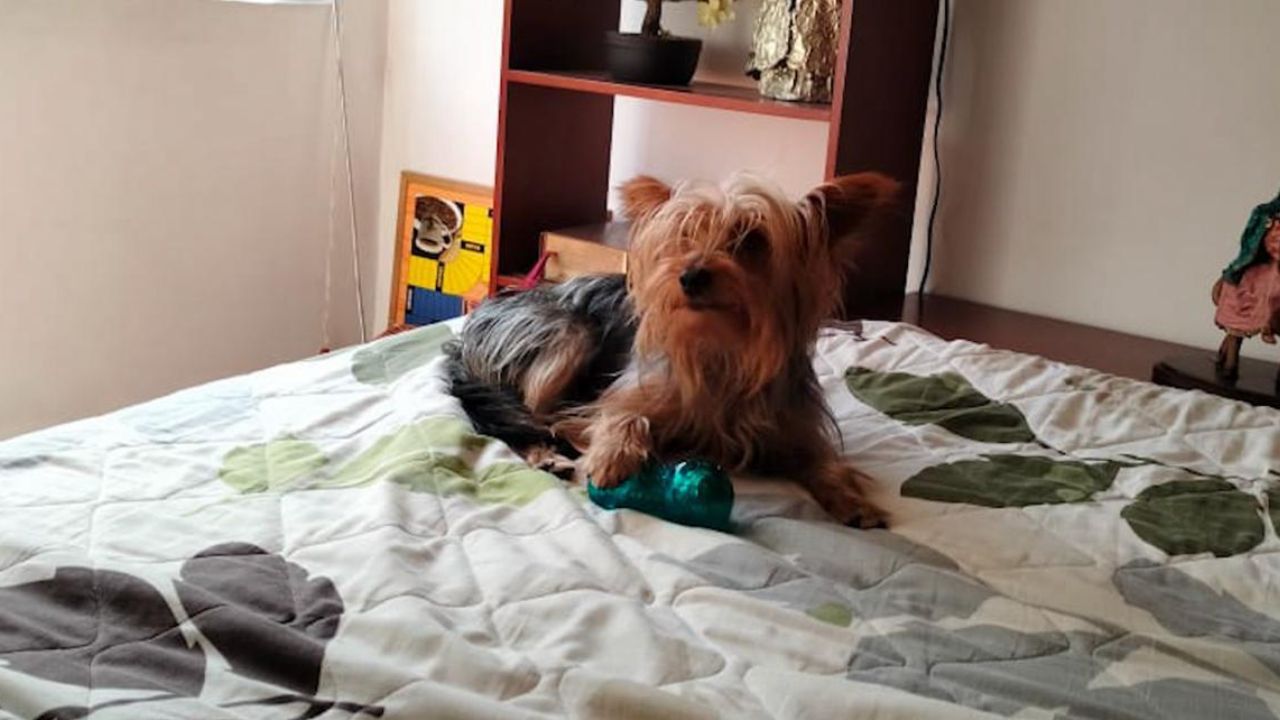 'Inaceptable': "Max" murió al ser golpeado con un palo por su dueño en Cundinamarca