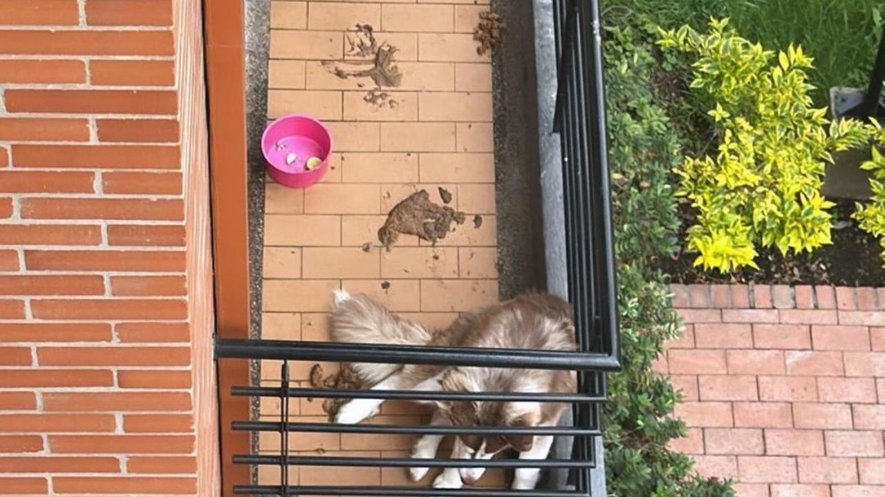 Rescatado perrito que estaba al sol y al agua en el balcón de un apartamento en Bogotá