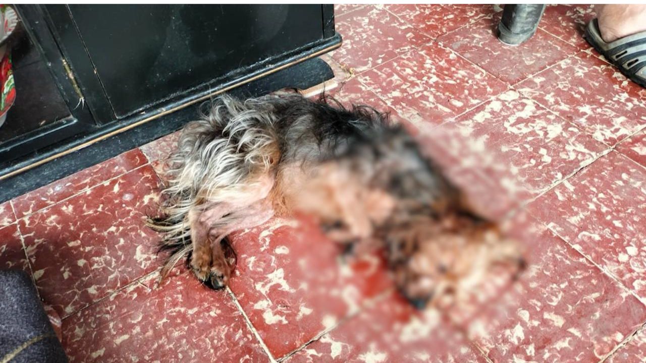 'Inaceptable': "Max" murió al ser golpeado con un palo por su dueño en Cundinamarca