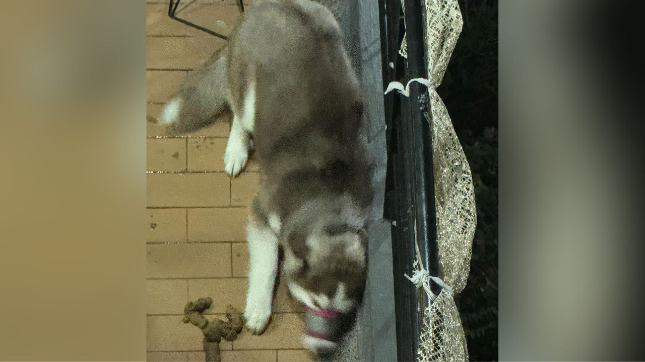 Rescatado perrito que estaba al sol y al agua en el balcón de un apartamento en Bogotá