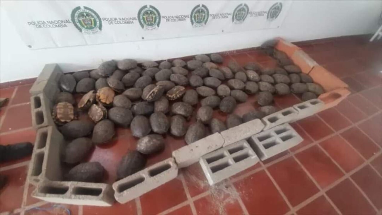 Más de 200 tortugas amarradas y 3 mil huevos de iguana fueron incautados en Bolivar