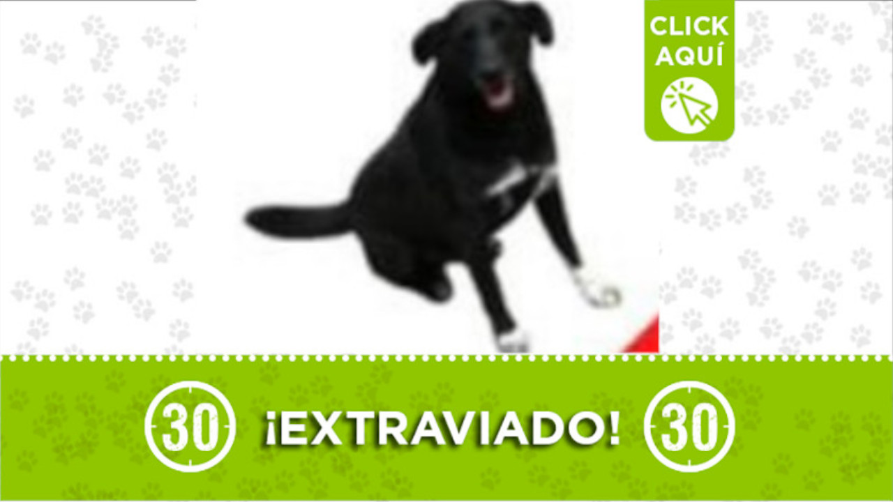 A este perrito lo buscan en la vereda El Molino de Guarne