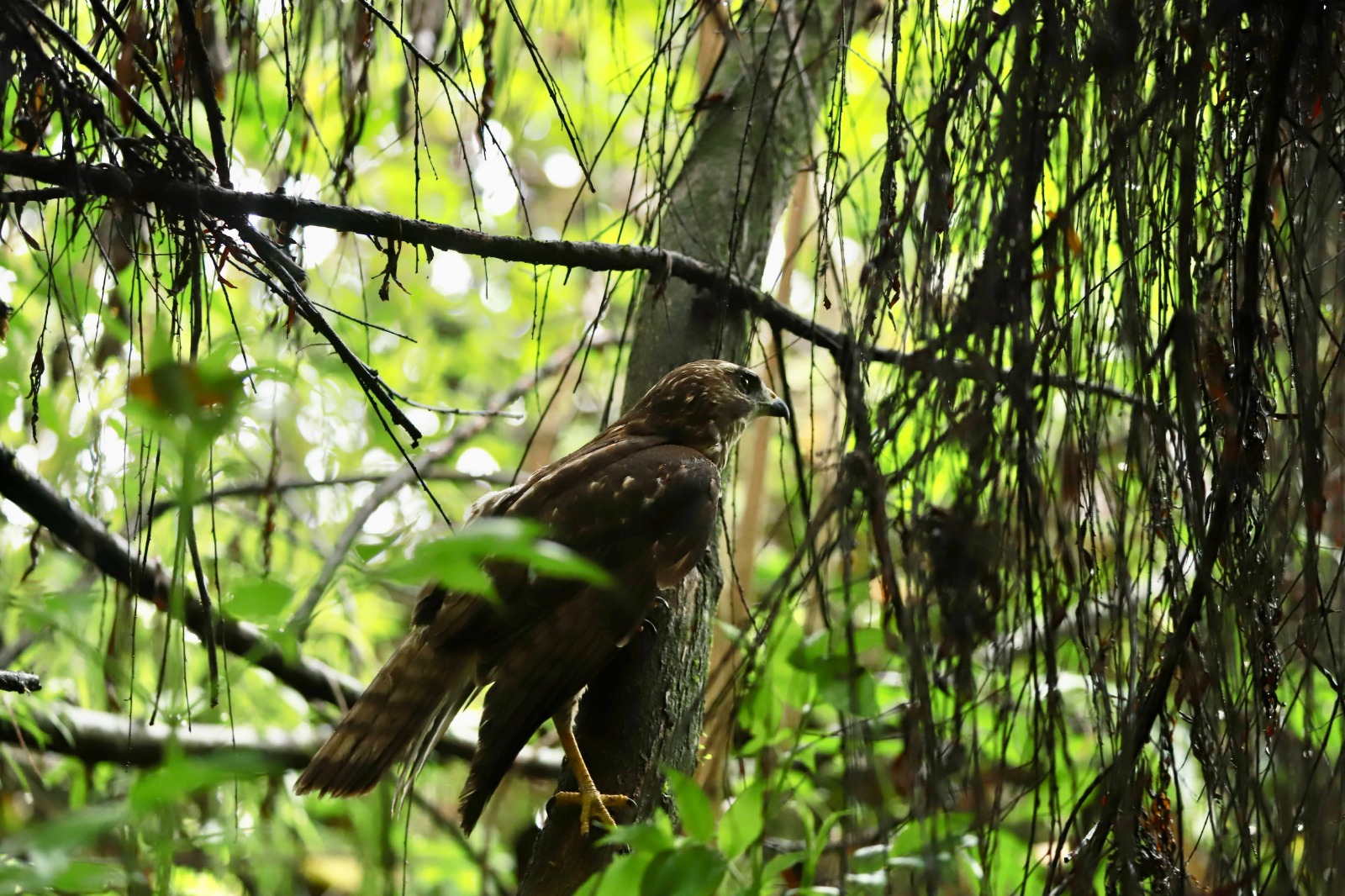 Día Mundial de los Humedales: "son como los riñones de la ciudad"