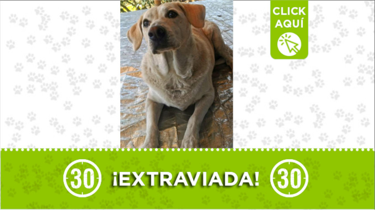 Buscan a esta perrita en Rionegro