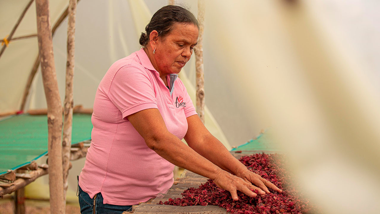 Campesinas de los Montes de María reciben mil hectáreas para cultivar