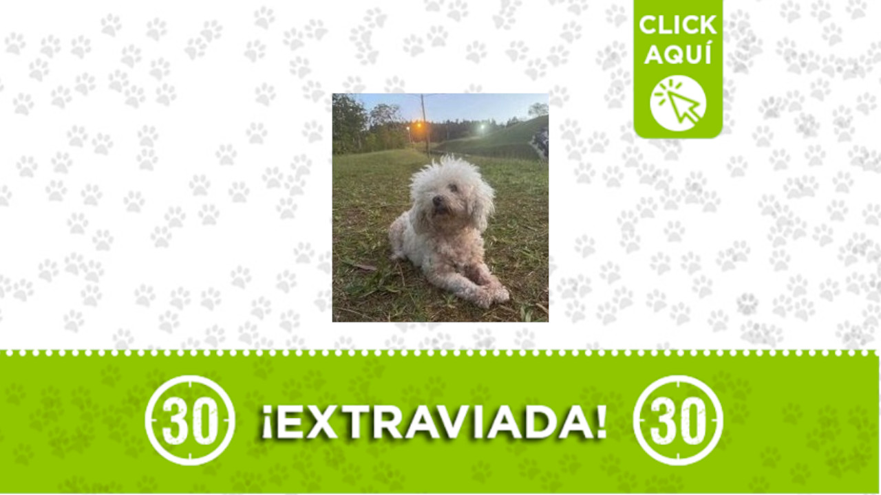 ‘Samy’ es ciega y sorda y se perdió en Andalucía