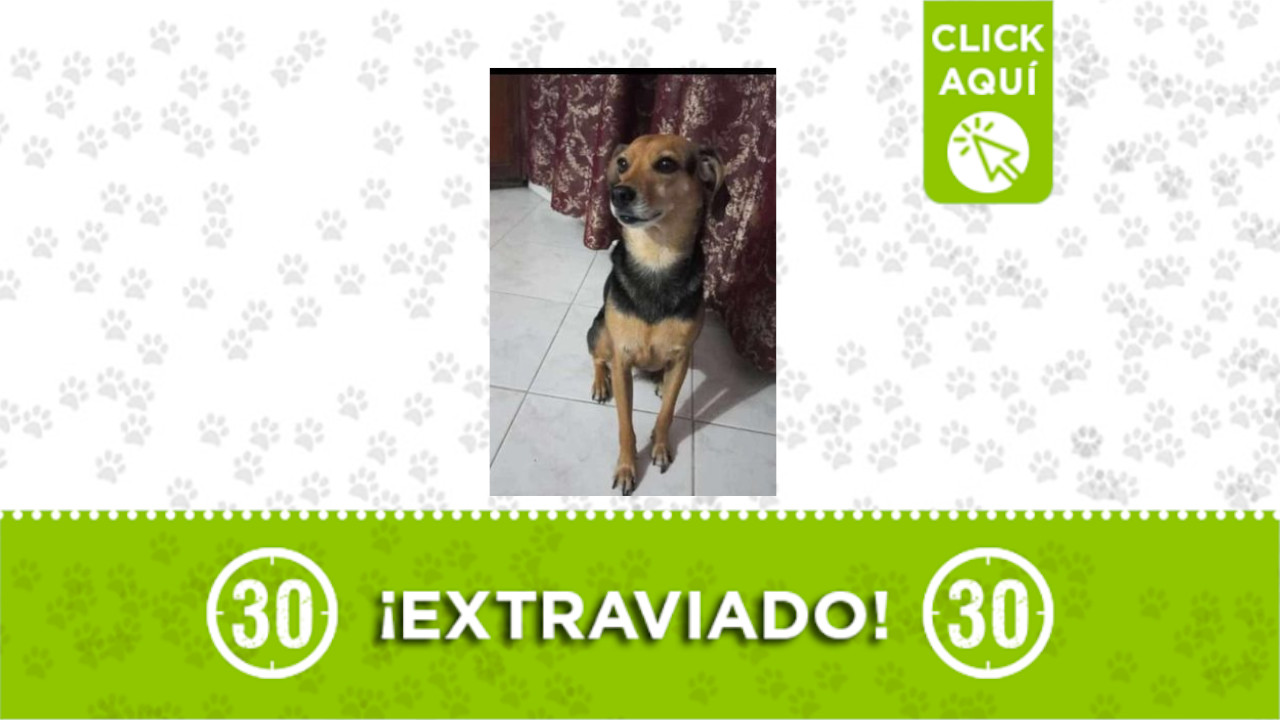 ‘Piolín’ se perdió en Manrique