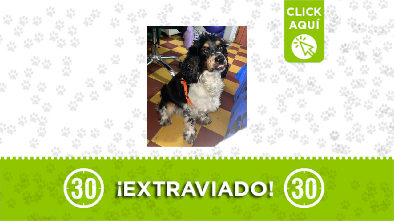 ‘Oreo’ se perdió en Manrique Oriental