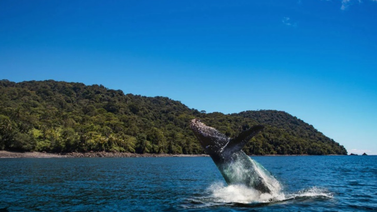 Exigen al Gobierno cancelar proyecto Gorgona