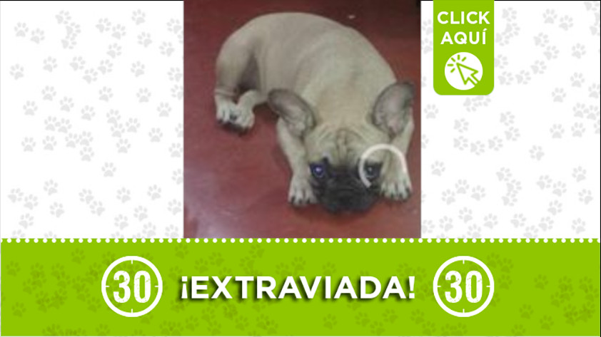 La perrita "Luna" se perdió en Aranjuez