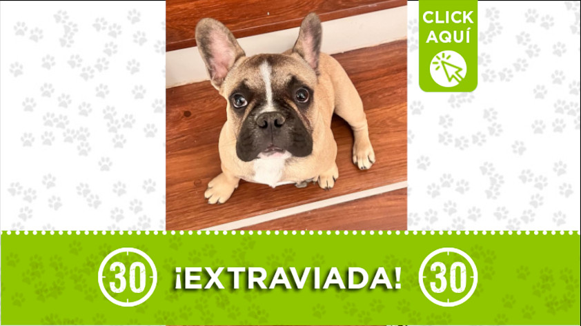 ¿Ha visto a "Nico"? Se perdió en Los Balsos y necesita medicamento