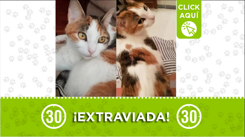 ¿Ha visto a "Niña"? Se perdió en la ciudadela de San Diego