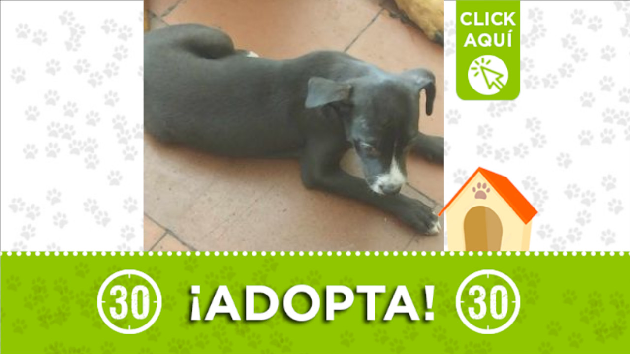 Esta peludita está buscando hogar