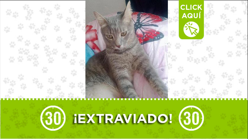 ¿Lo ha visto? Están buscando a "Tomás" en La Milagrosa