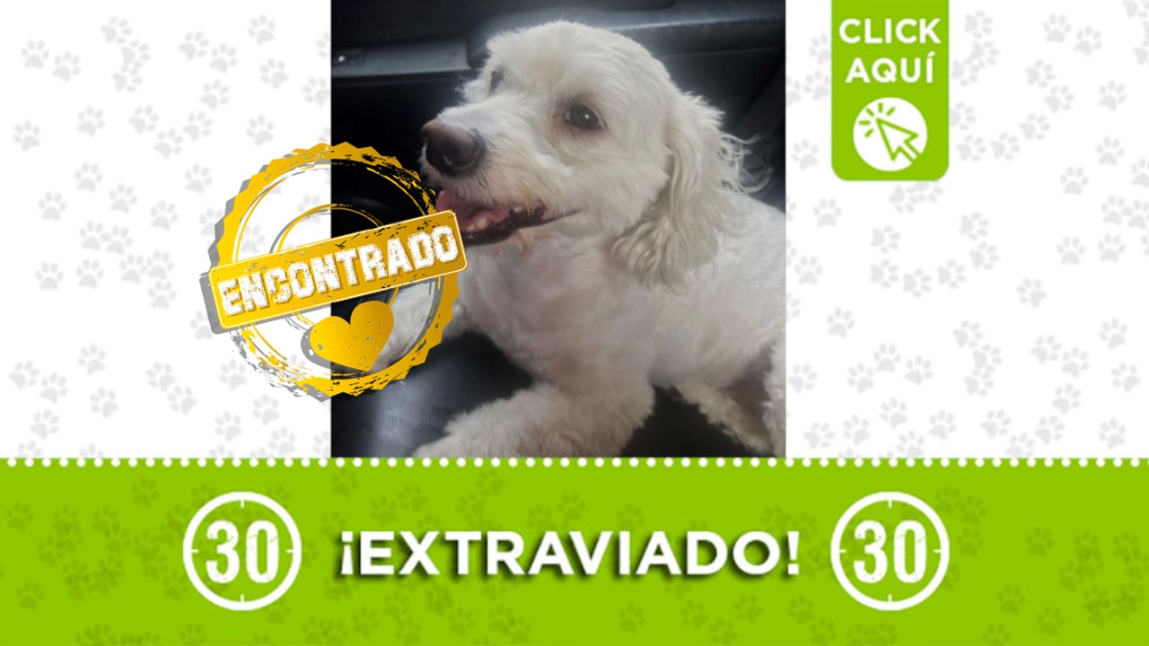 Chester ya está de regreso en su hogar. Gracias a todos los que compartieron la información