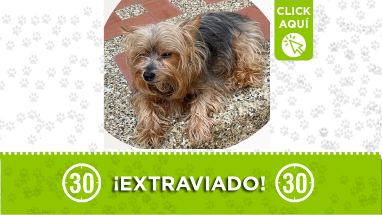 Coco se perdió en laureles y requiere cuidados especiales por su avanzada edad