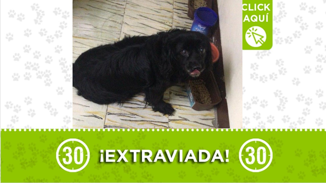 Consentida se perdió y su familia la busca