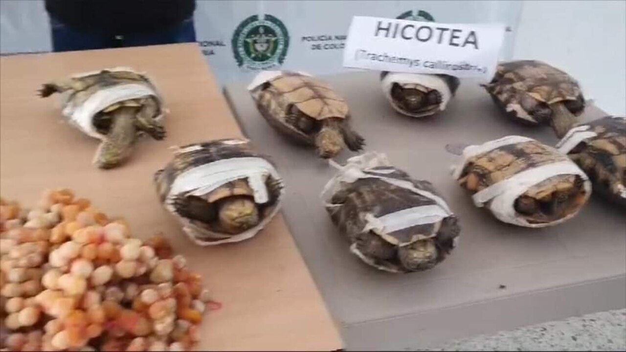 Más de 200 tortugas amarradas y 3 mil huevos de iguana fueron incautados en Bolivar