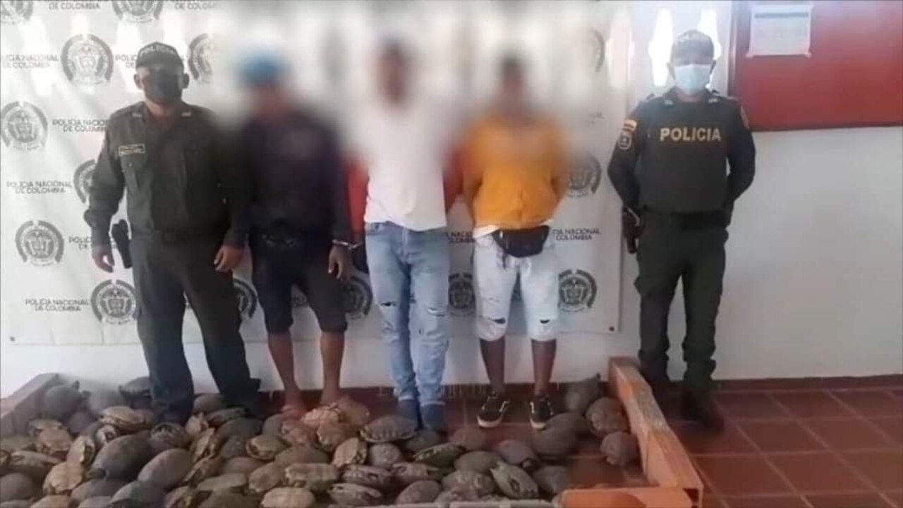 Más de 200 tortugas amarradas y 3 mil huevos de iguana fueron incautados en Bolivar