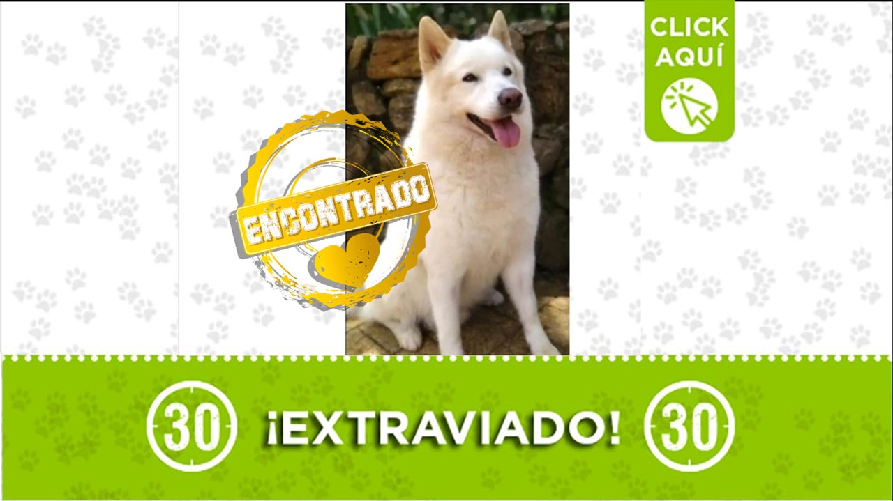 El perrito daimon se había perdido por San Félix y ya fue devuelto a su familia.