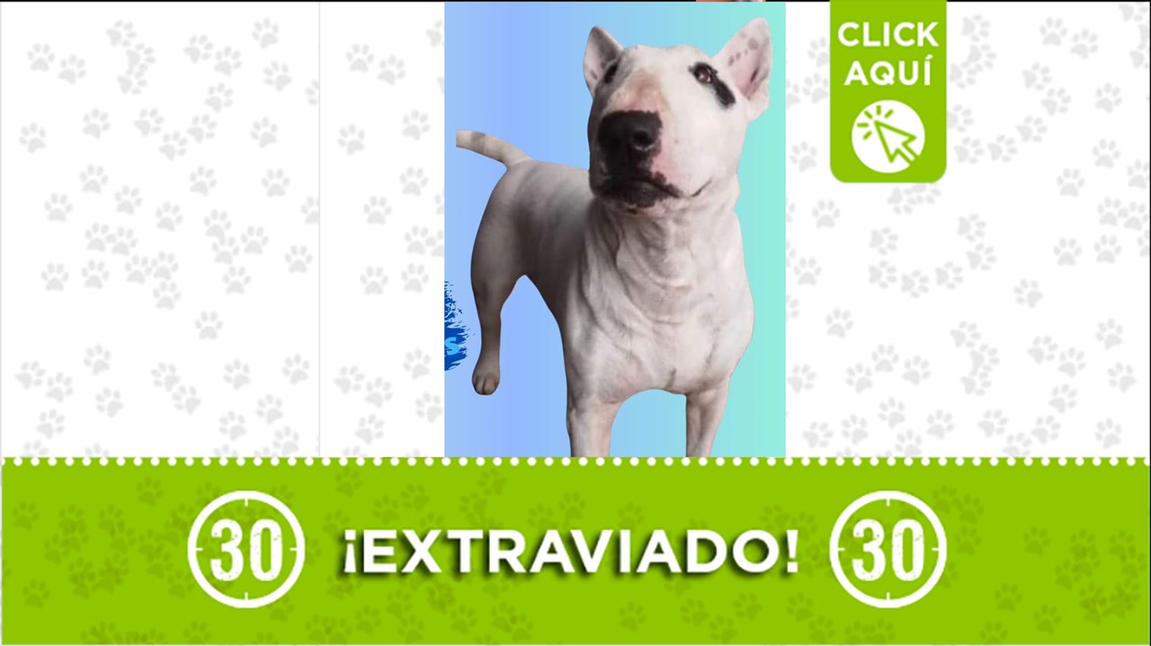 Danger se perdió en El nororiente de Medellín y su familia lo busca